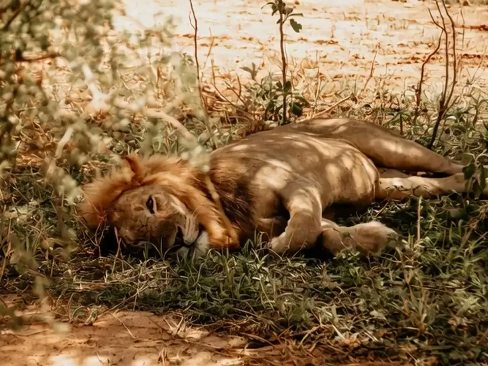 Lion resting beside a zebra and a giraffe